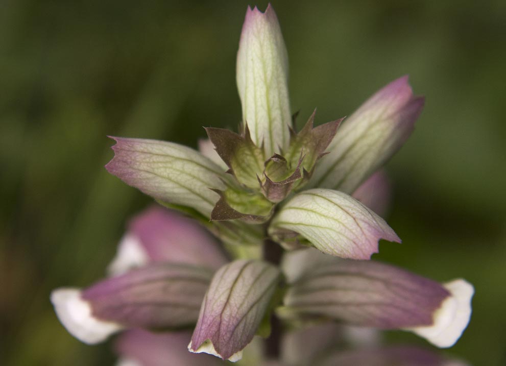 Изображение особи Acanthus mollis.