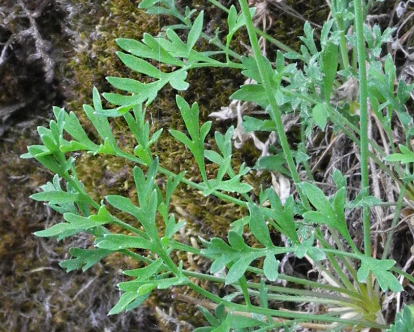 Image of Papaver popovii specimen.