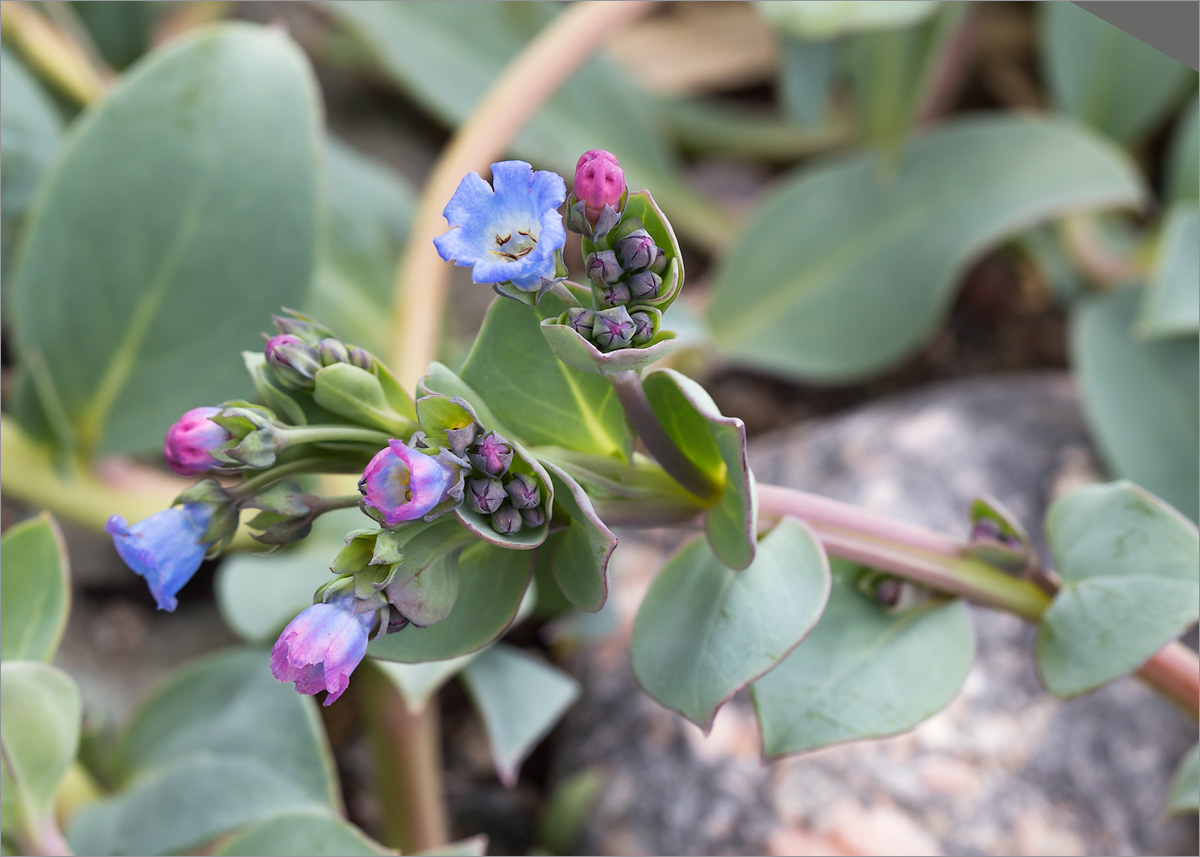 Изображение особи Mertensia maritima.