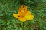 Trollius macropetalus