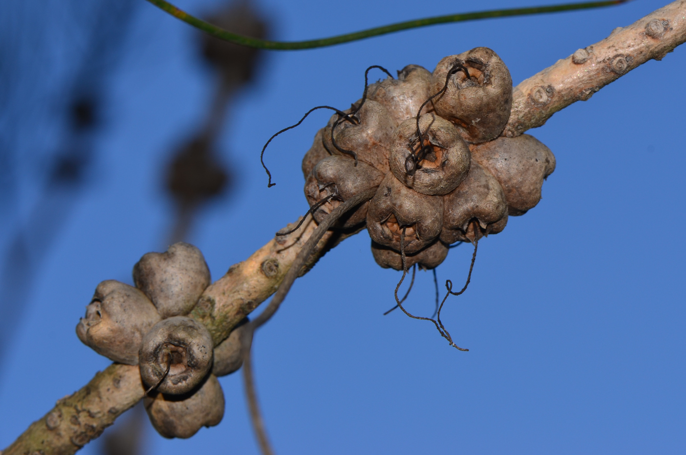 Изображение особи Calothamnus gilesii.