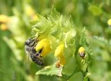 Rhinanthus aestivalis. Соцветие с фуражирующей пчелой медоносной (Apis mellifera). Восточный Казахстан, Уланский р-н, окр. с. Украинка луг. 19.06.2008.