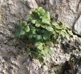 Asplenium ruta-muraria. Растение в расщелине стены. Абхазия, Гудаутский р-н, г. Новый Афон, Симоно-Кананитский монастырь. 20 августа 2009 г.