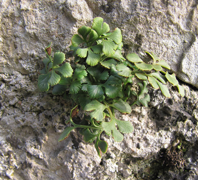 Изображение особи Asplenium ruta-muraria.