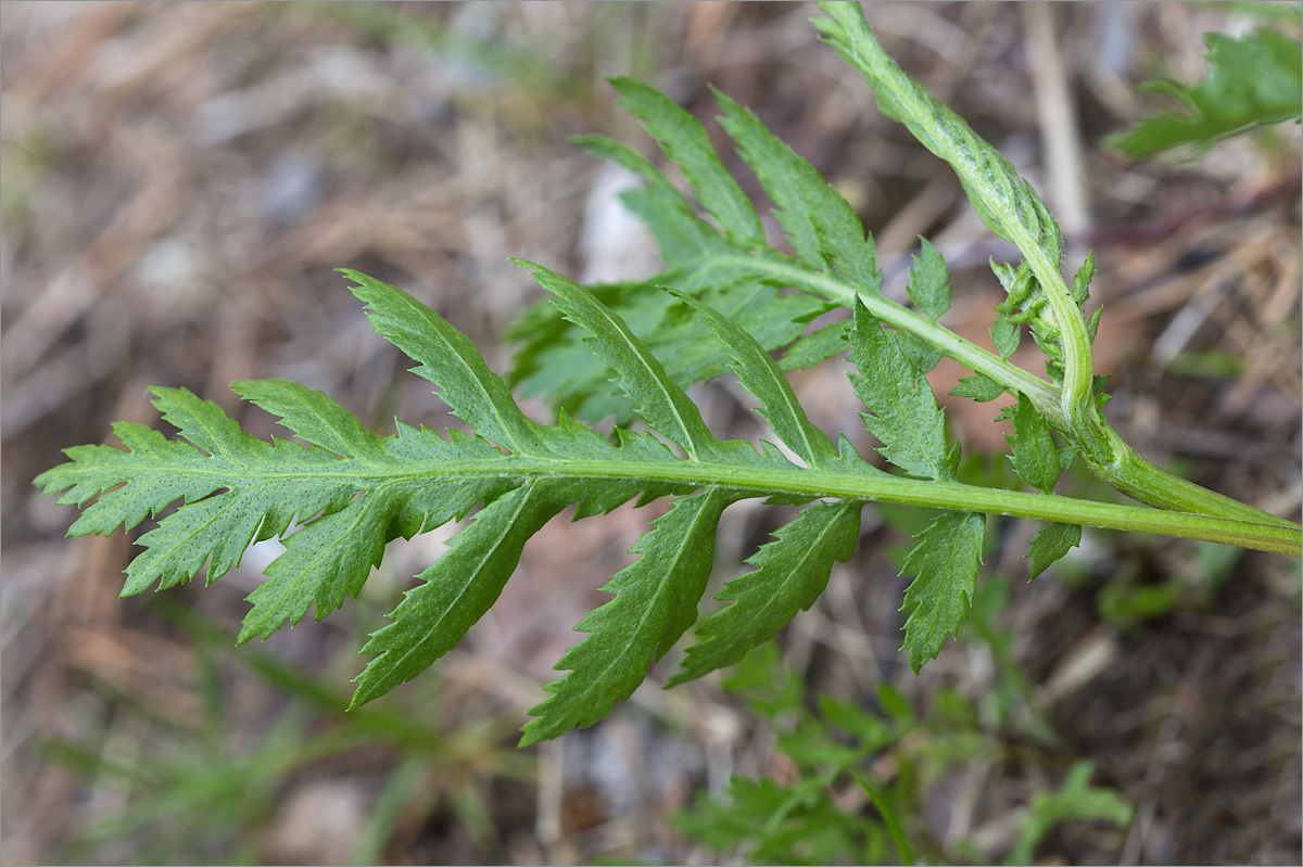 Image of Tanacetum vulgare specimen.