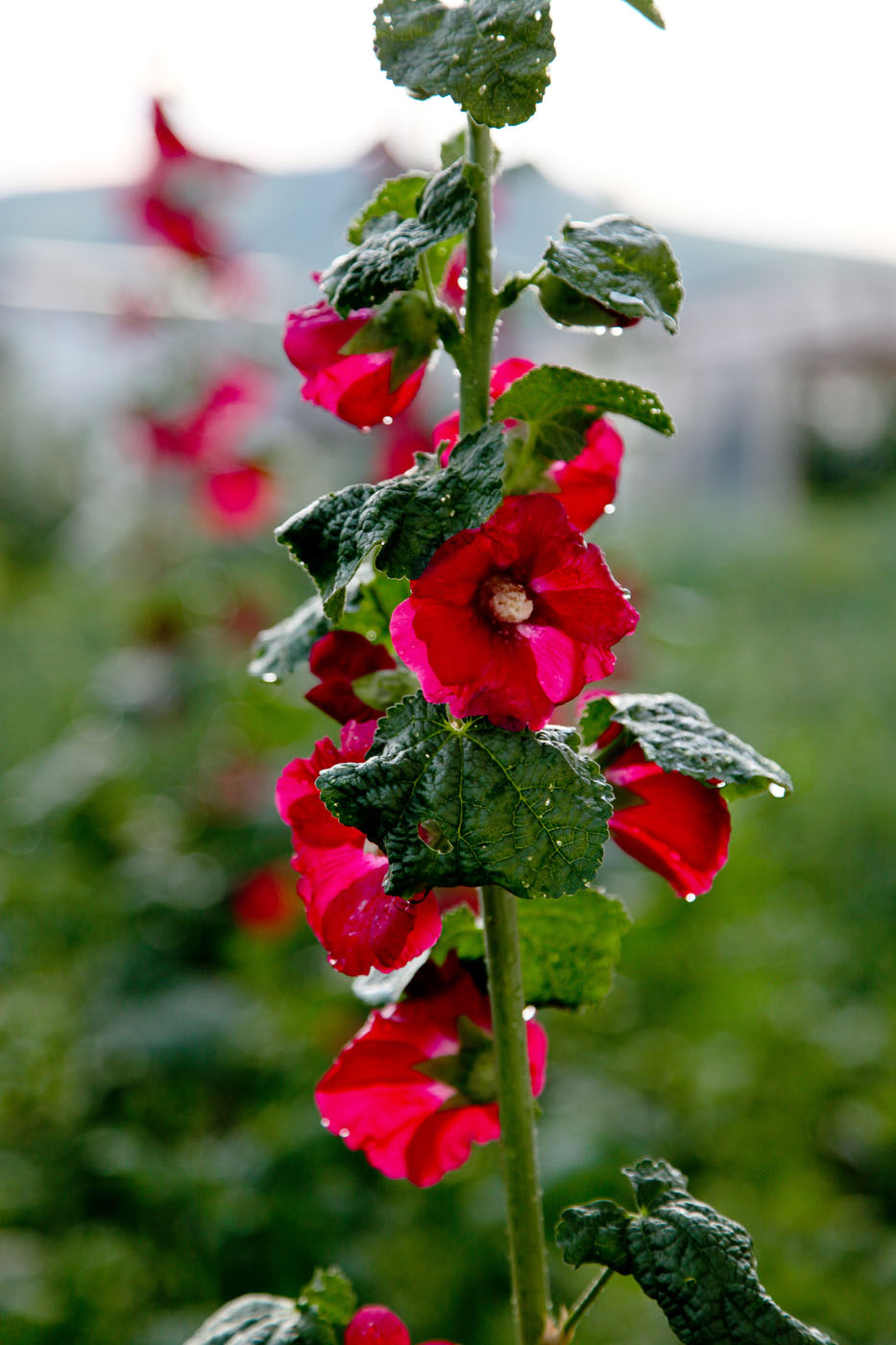 Image of Alcea rosea specimen.