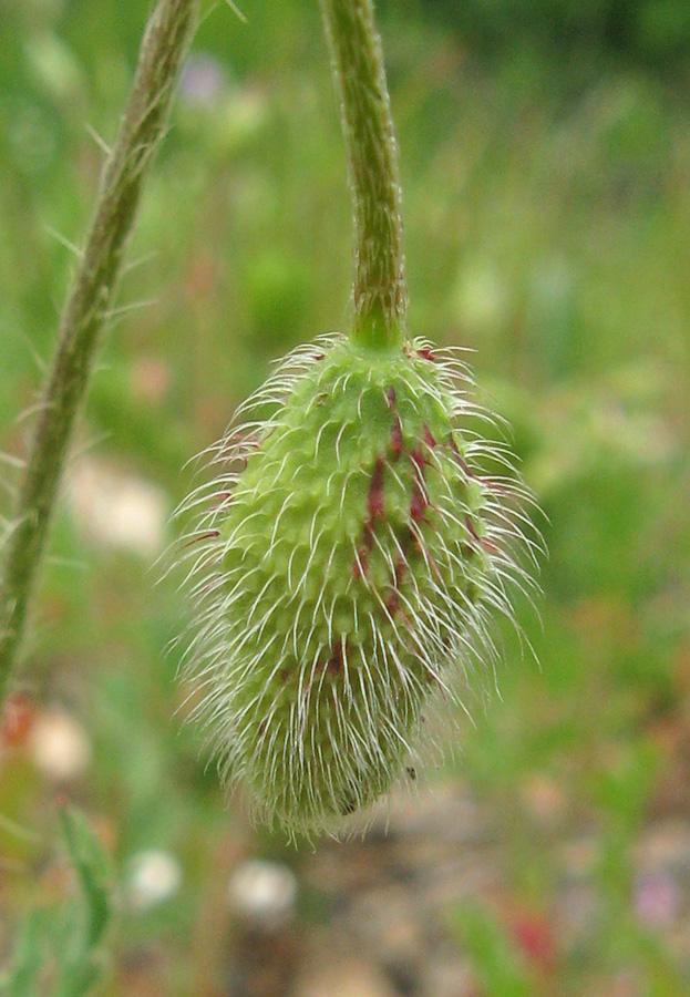 Изображение особи Papaver rhoeas var. strigosum.