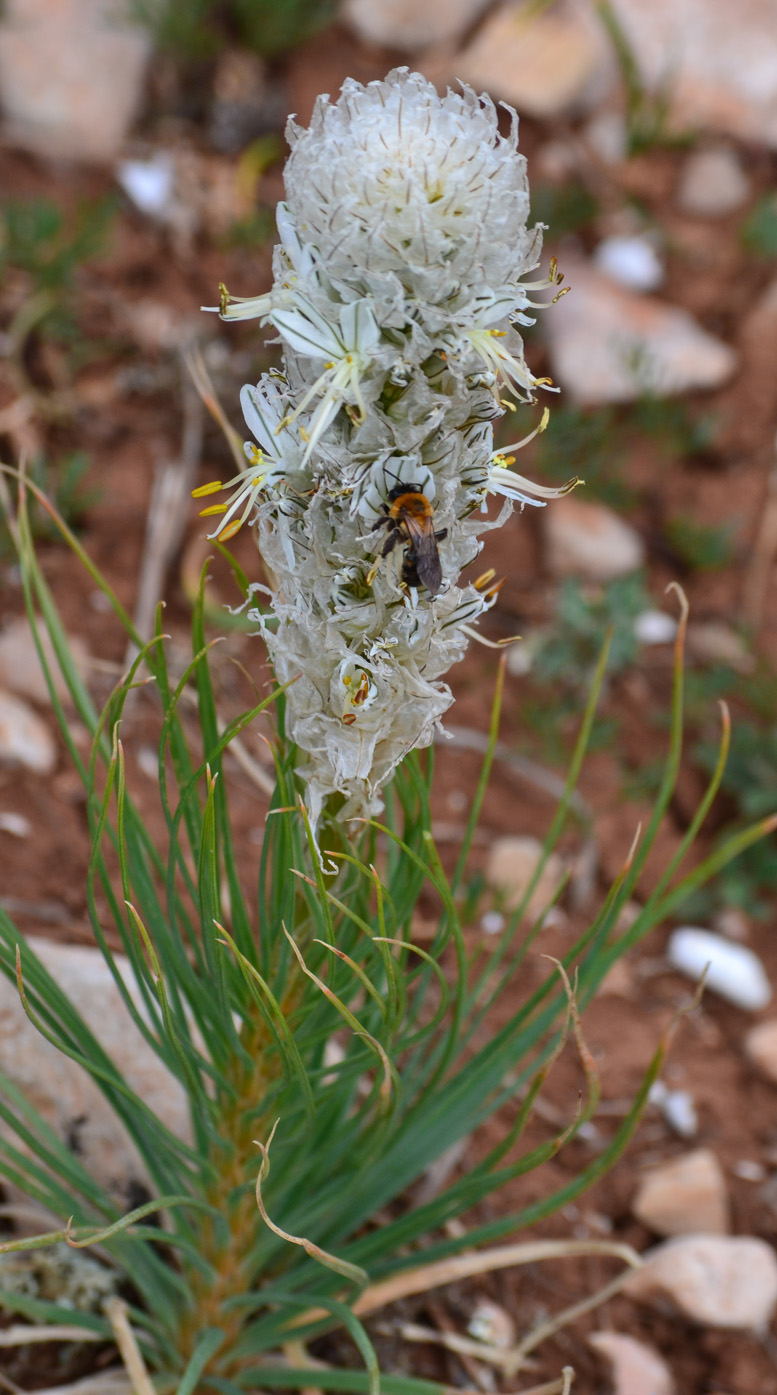 Изображение особи Asphodeline taurica.