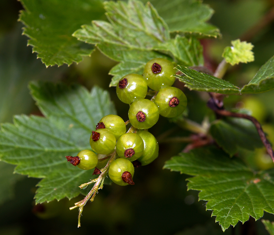 Image of Ribes rubrum specimen.