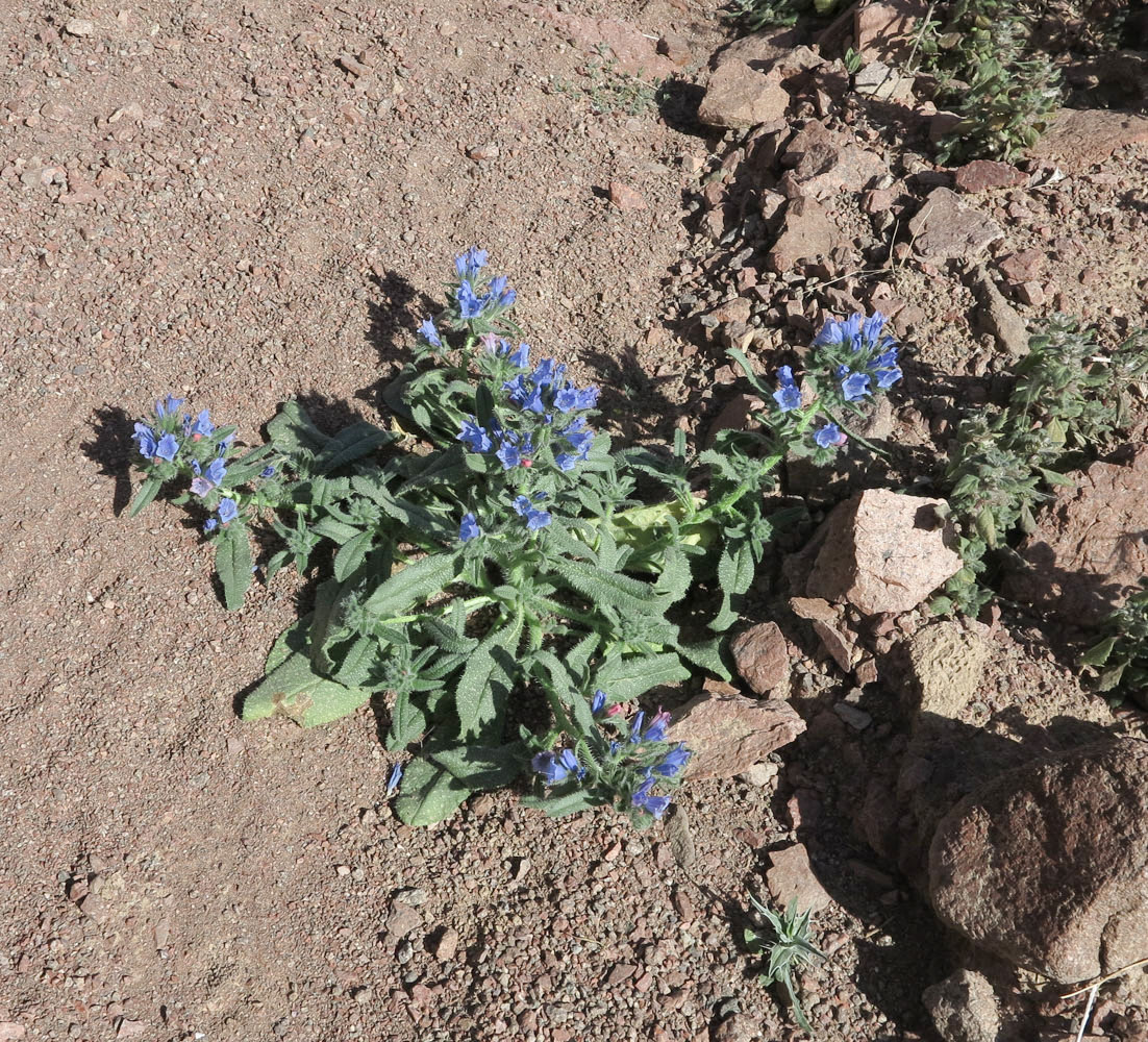 Image of Echium rauwolfii specimen.