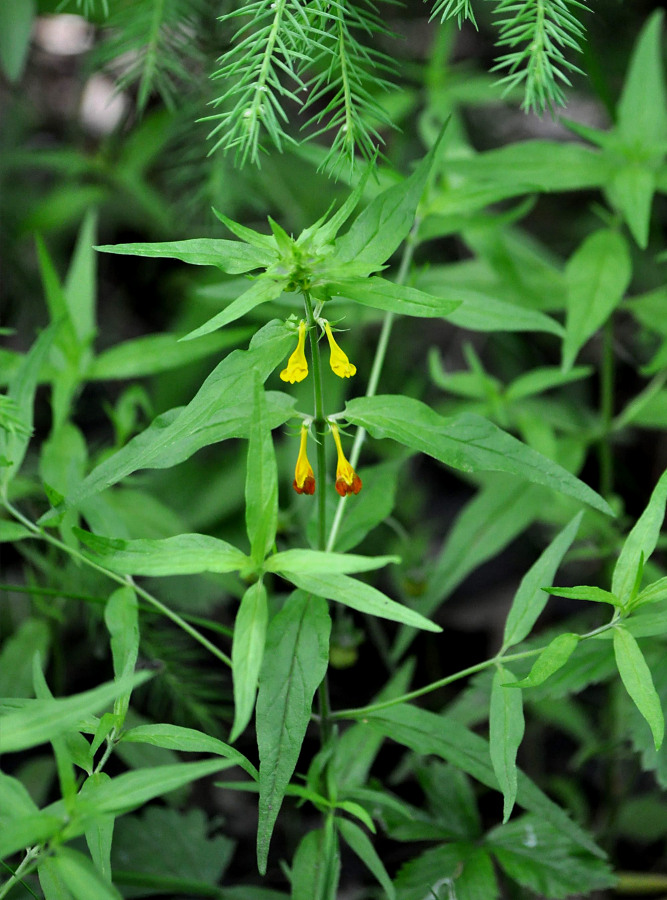 Изображение особи Melampyrum pratense.