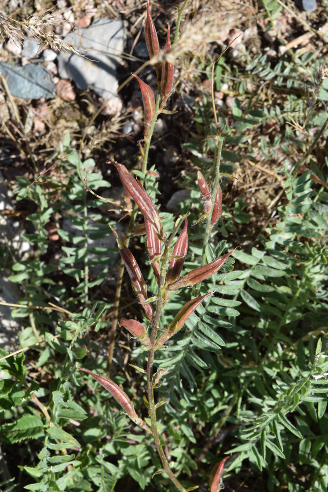 Изображение особи Oxytropis pilosissima.