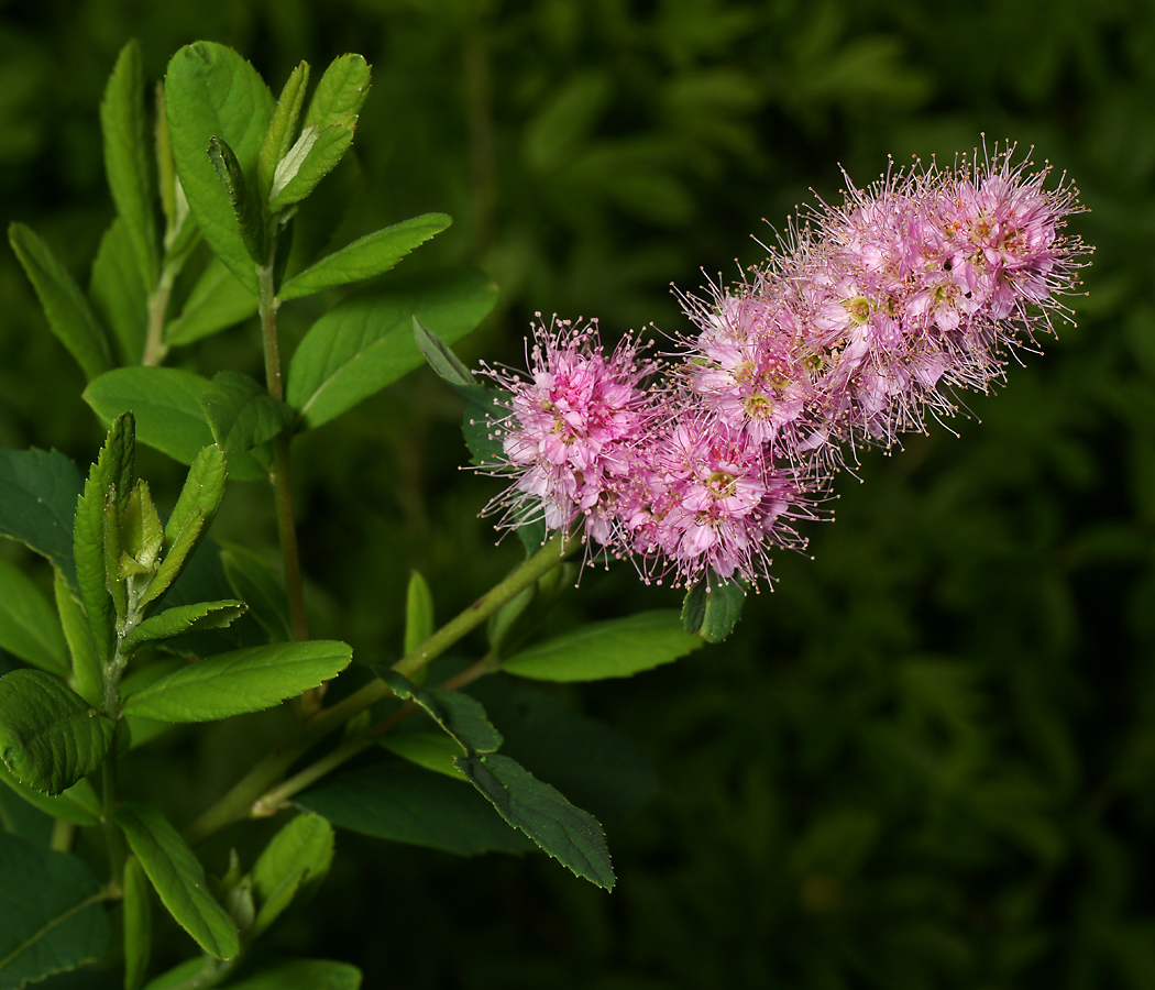 Image of Spiraea &times; billardii specimen.