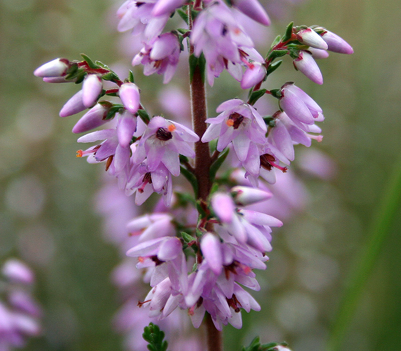 Image of Calluna vulgaris specimen.