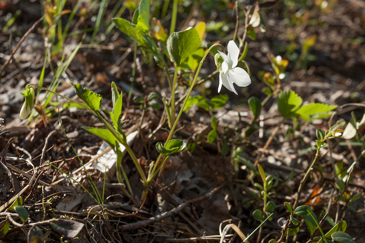 Image of Viola riviniana specimen.