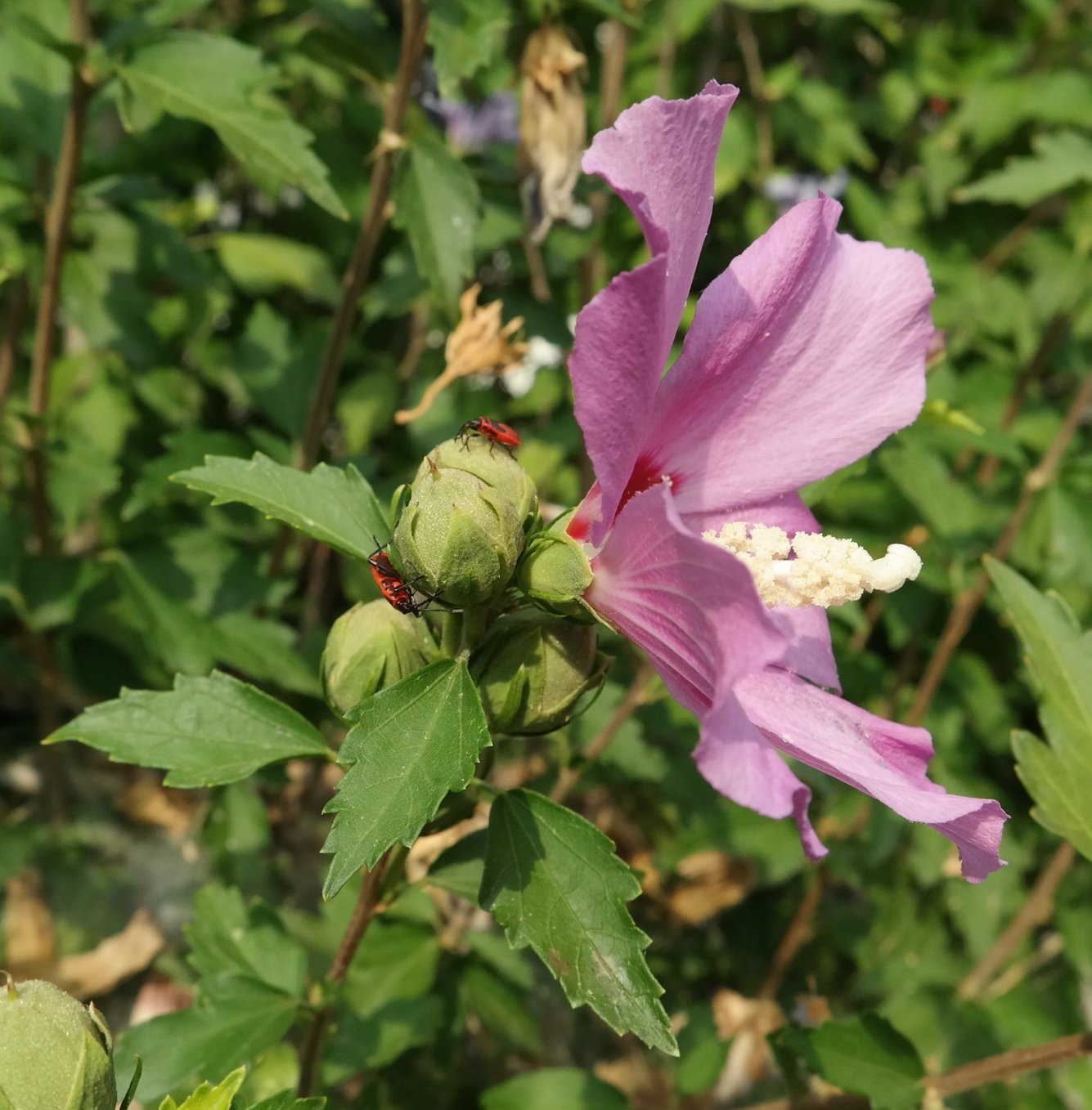 Image of Hibiscus syriacus specimen.