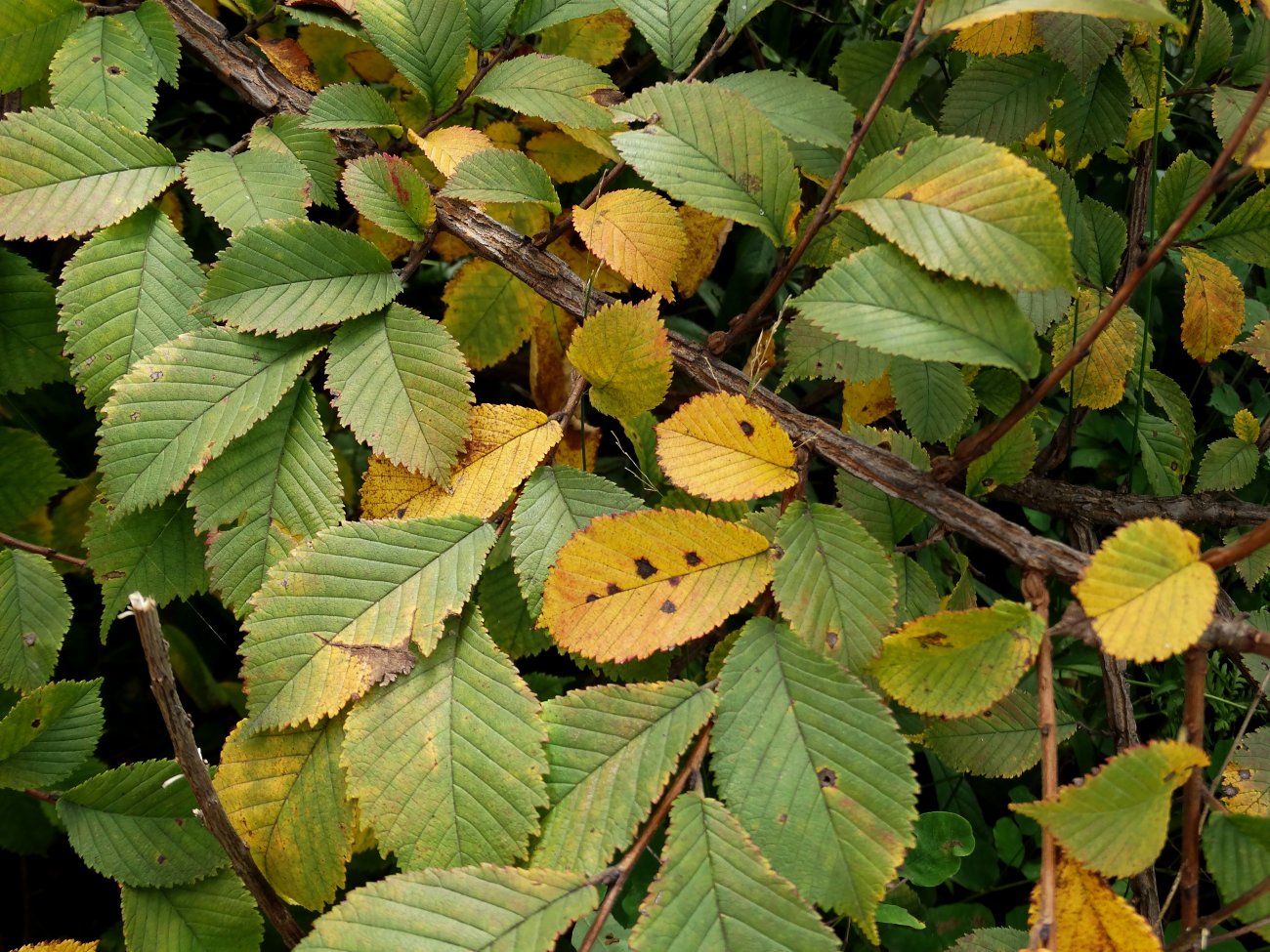 Image of Ulmus japonica specimen.