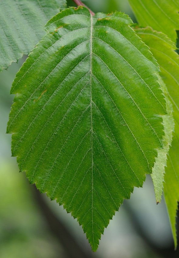 Image of Sorbus alnifolia specimen.