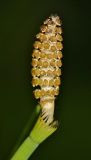 Equisetum fluviatile. Стробил. Приморский край, Партизанский р-н, окр. с. Новая Сила, берег старицы. 04.06.2016.