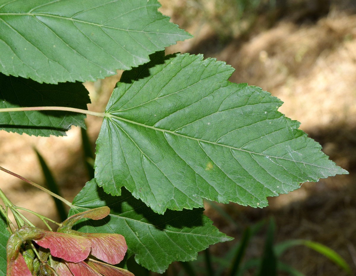 Image of Acer tataricum specimen.