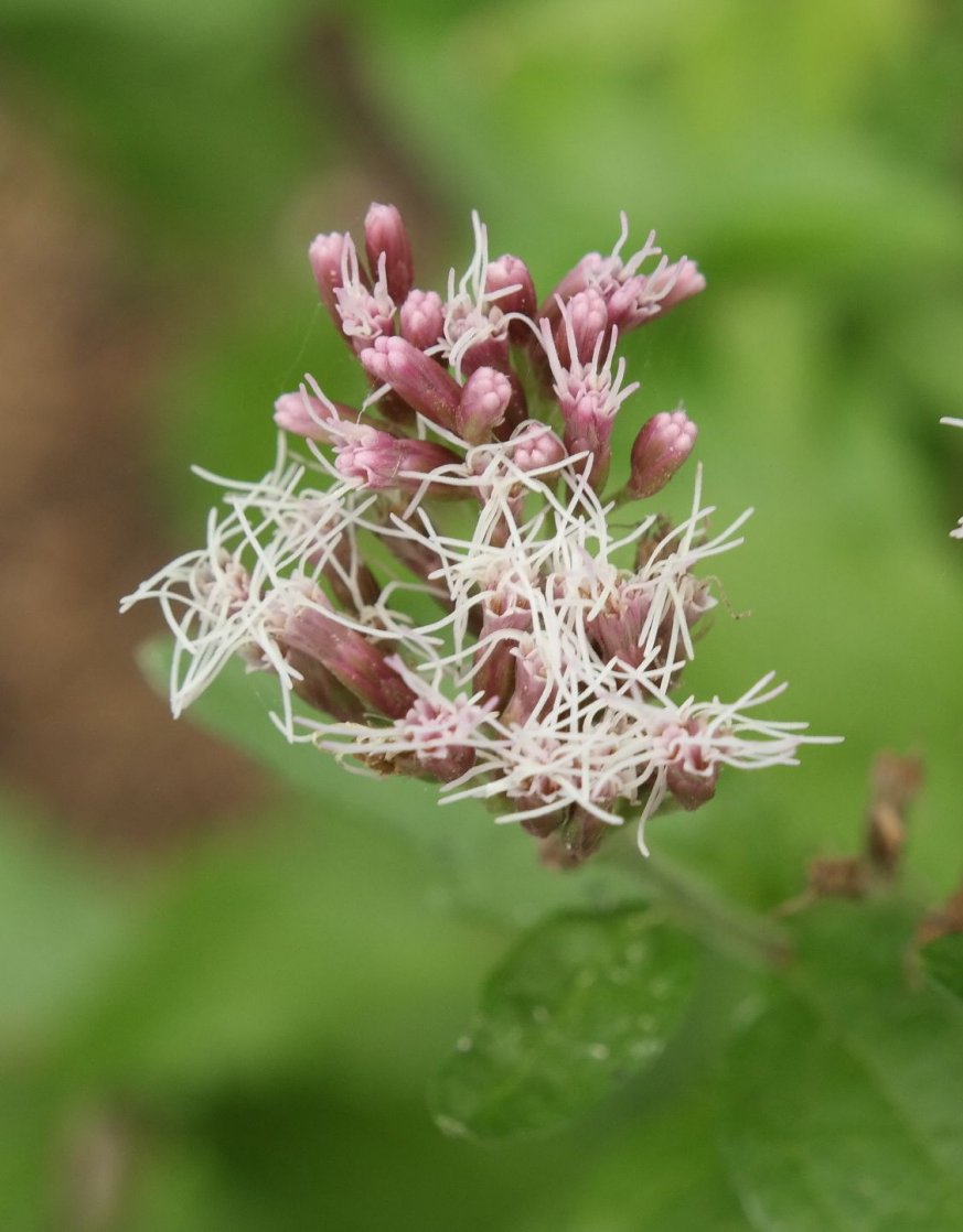 Image of Eupatorium cannabinum specimen.