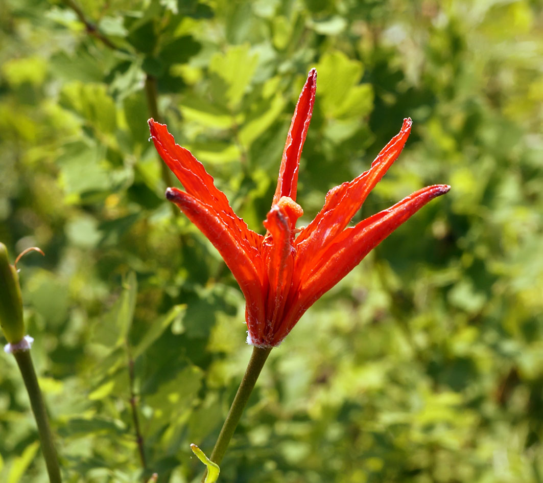Изображение особи Lilium buschianum.