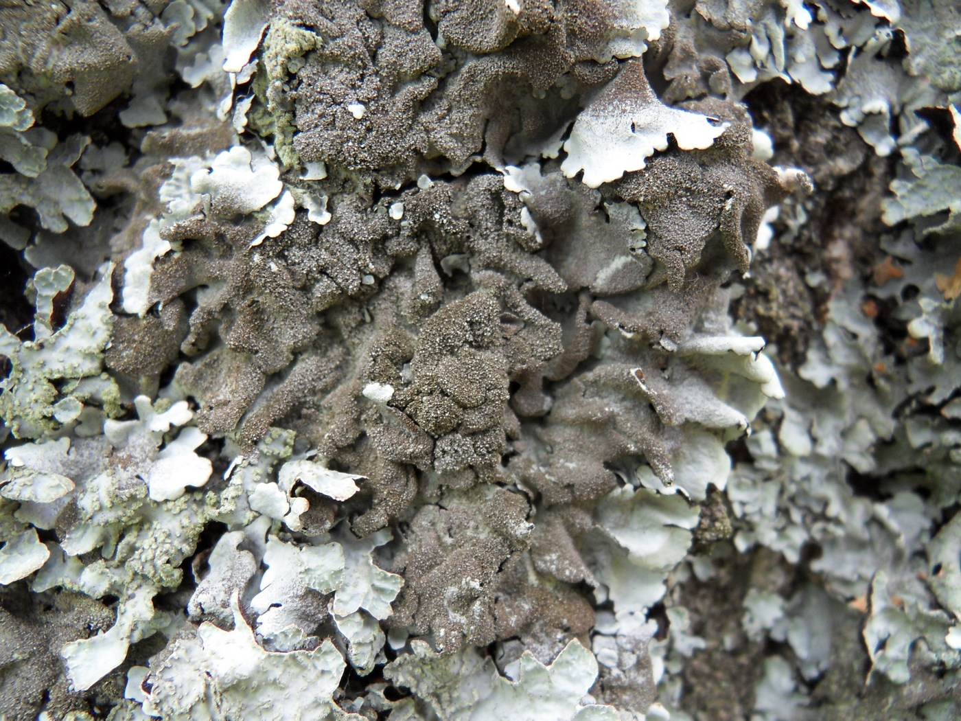 Image of Parmelina tiliacea specimen.