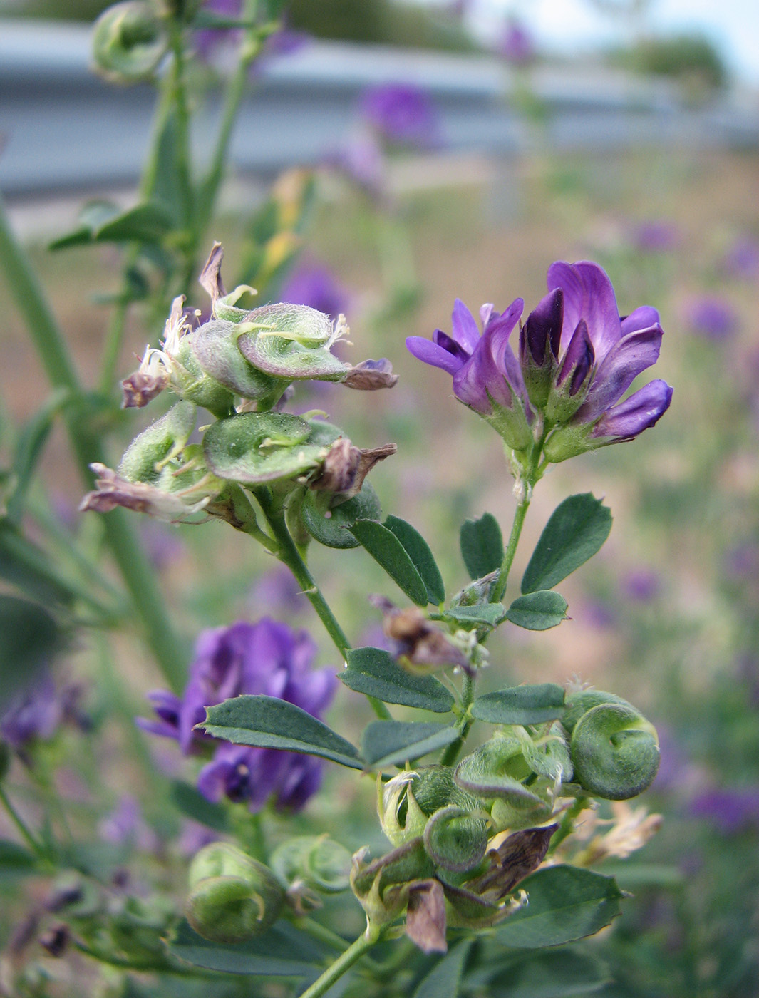 Image of Medicago &times; varia specimen.