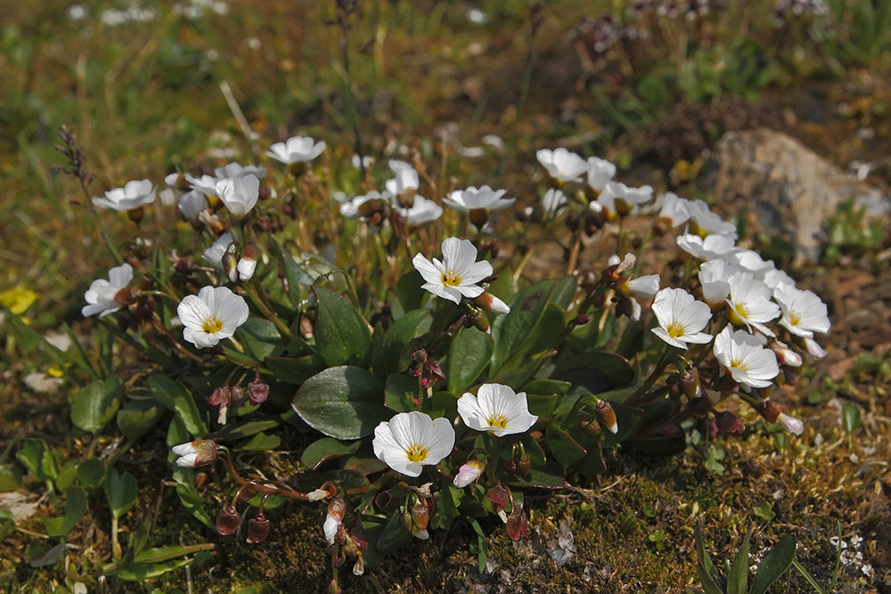 Изображение особи Claytonia joanneana.