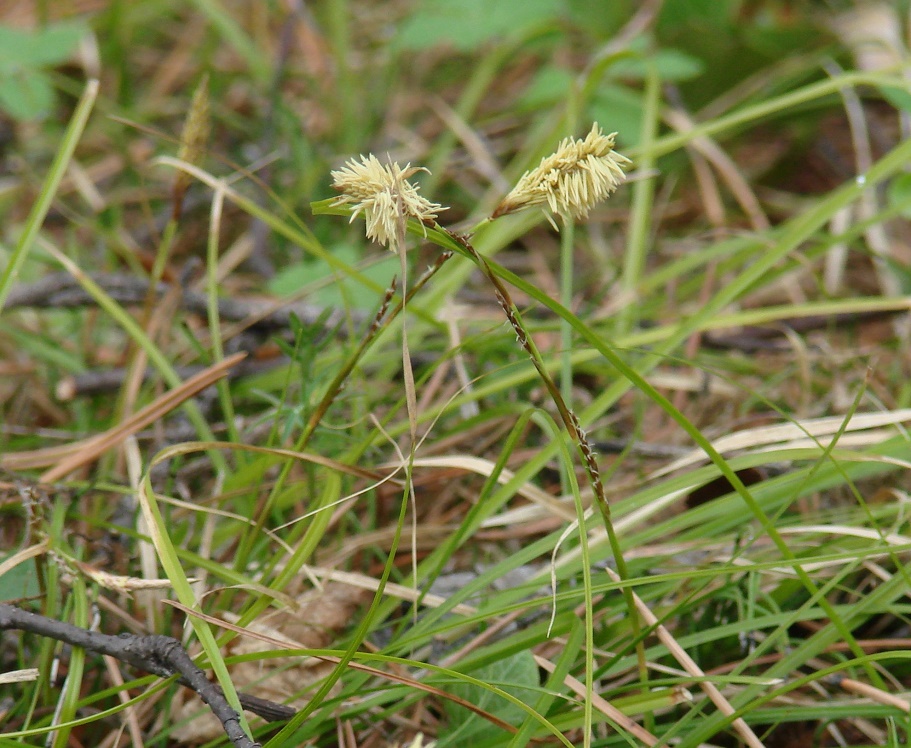 Image of Carex macroura specimen.