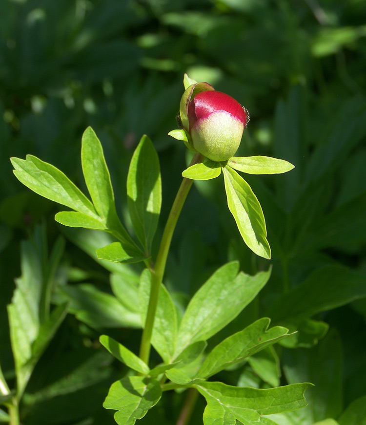 Image of Paeonia peregrina specimen.