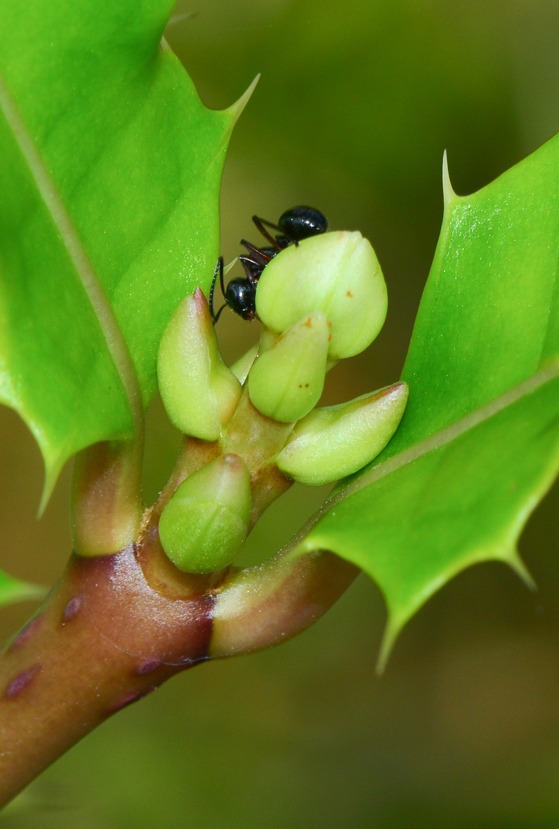 Image of Acanthus ilicifolius specimen.