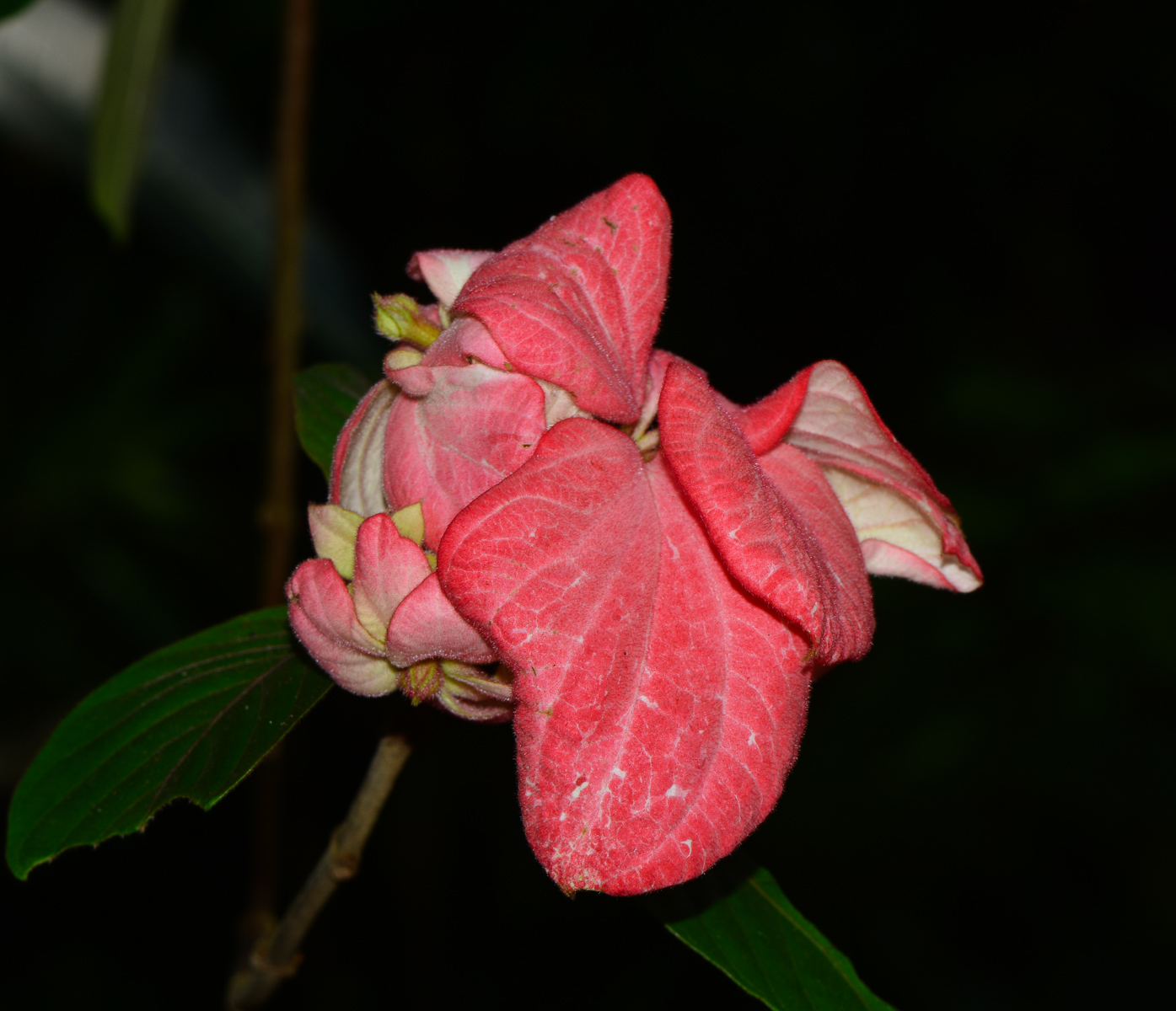 Изображение особи Mussaenda philippica.