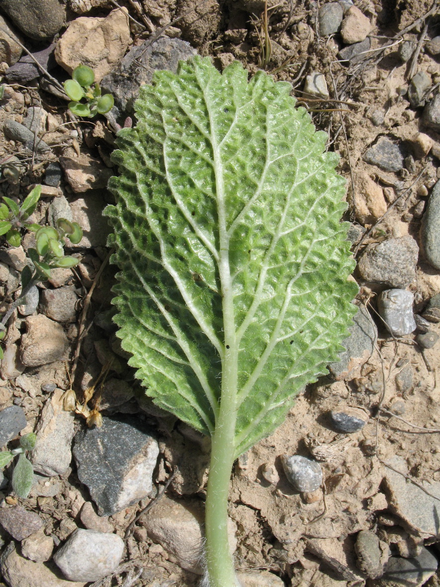 Image of Eremostachys affinis specimen.