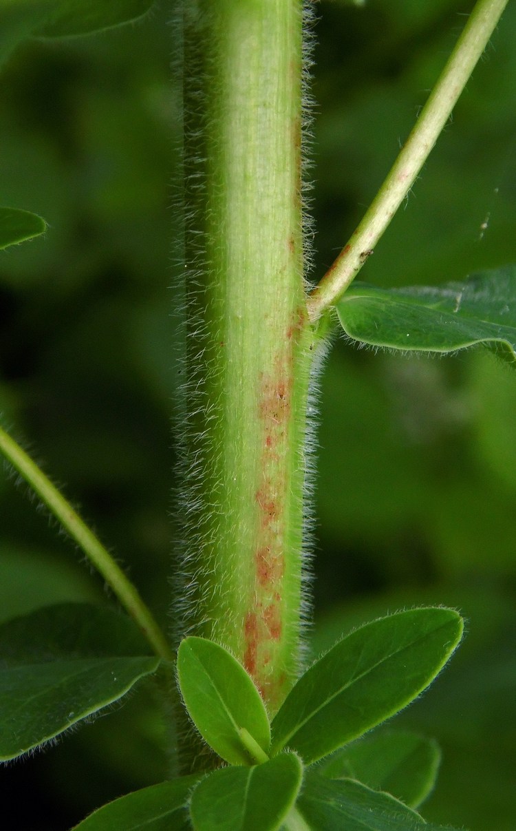 Image of Euphorbia procera specimen.