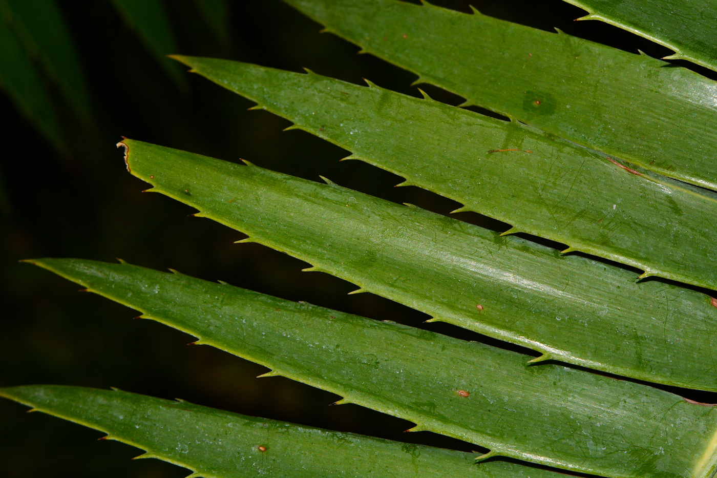 Image of Dioon spinulosum specimen.