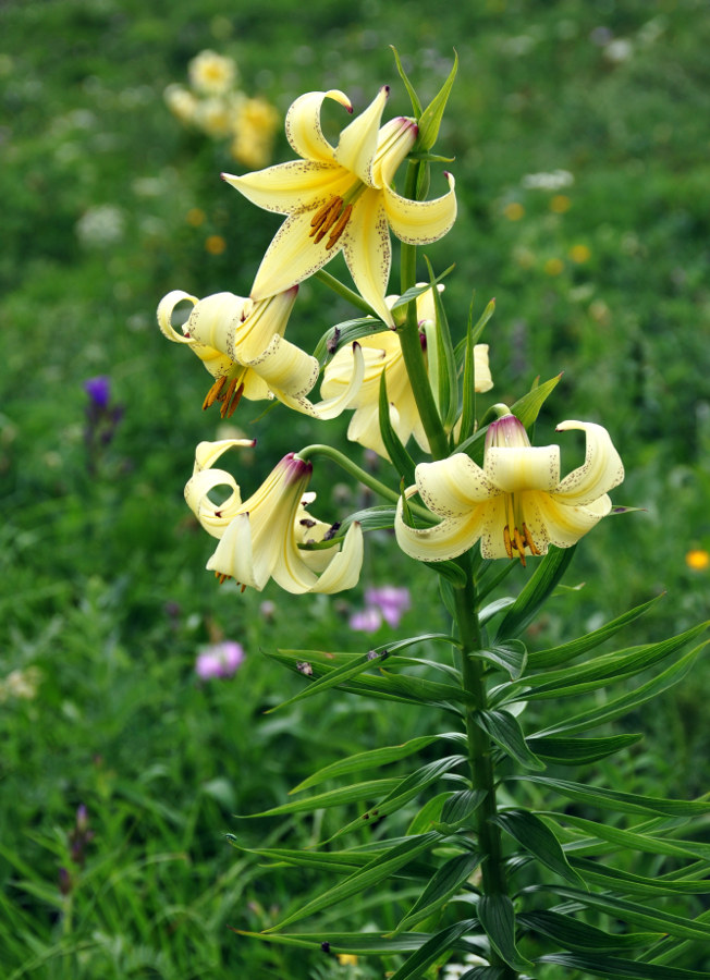 Image of Lilium monadelphum specimen.