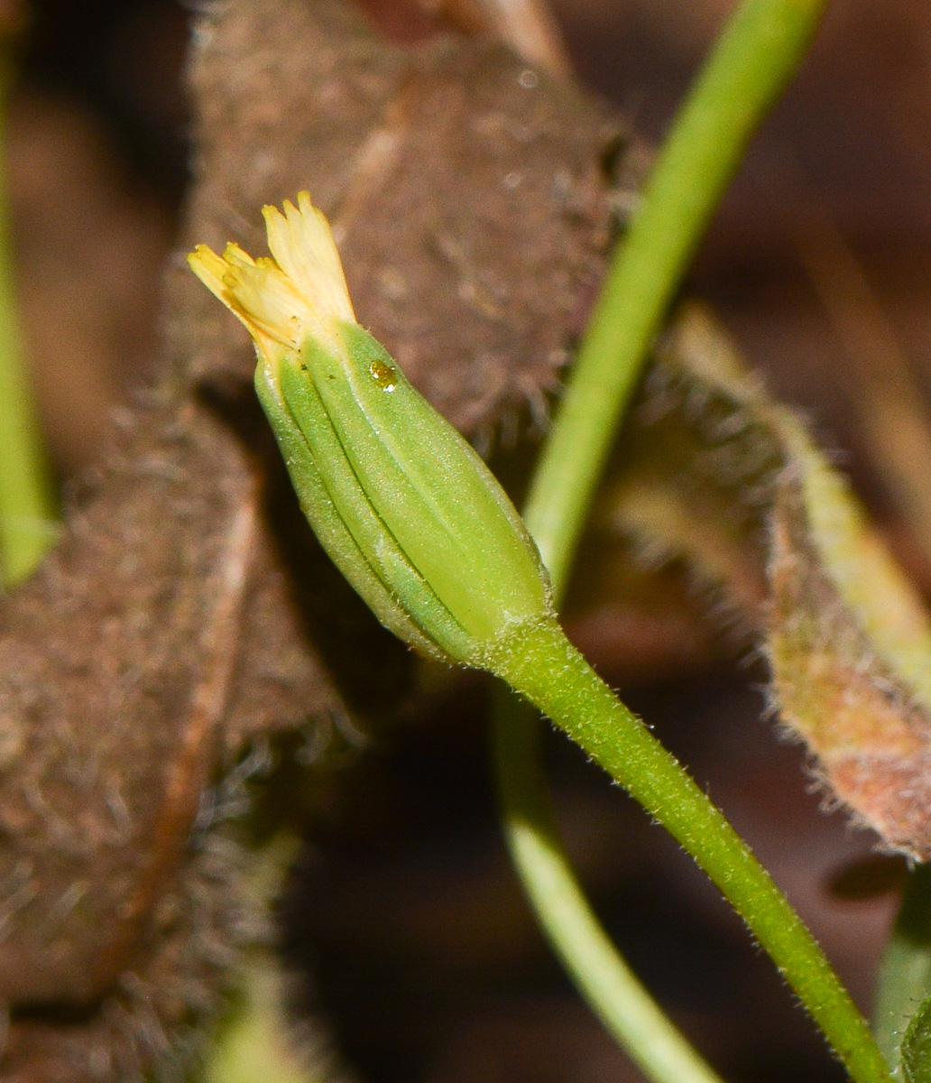 Image of Hedypnois rhagadioloides specimen.