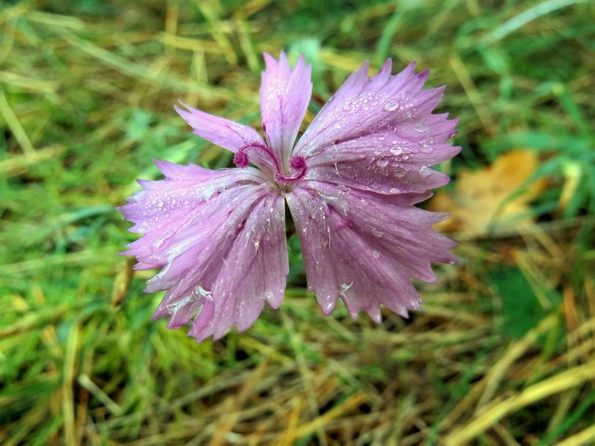 Изображение особи Dianthus pratensis.