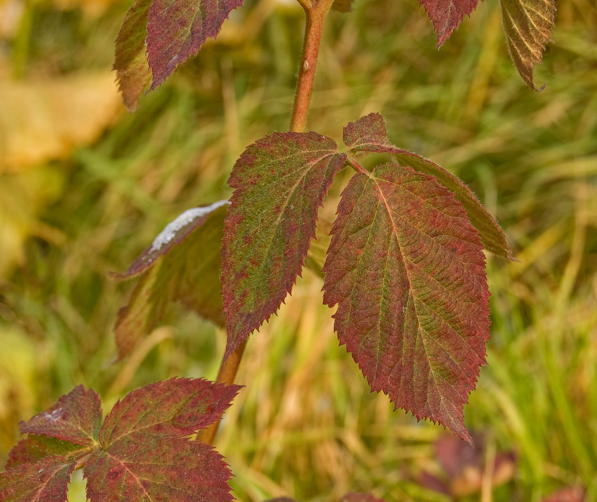 Изображение особи Rubus allegheniensis.