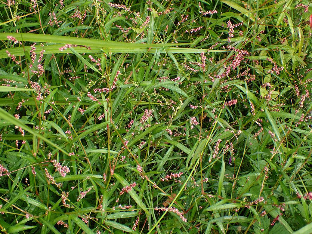 Image of Persicaria minor specimen.