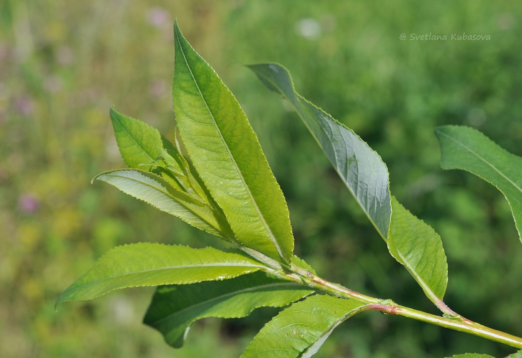 Изображение особи Salix daphnoides.