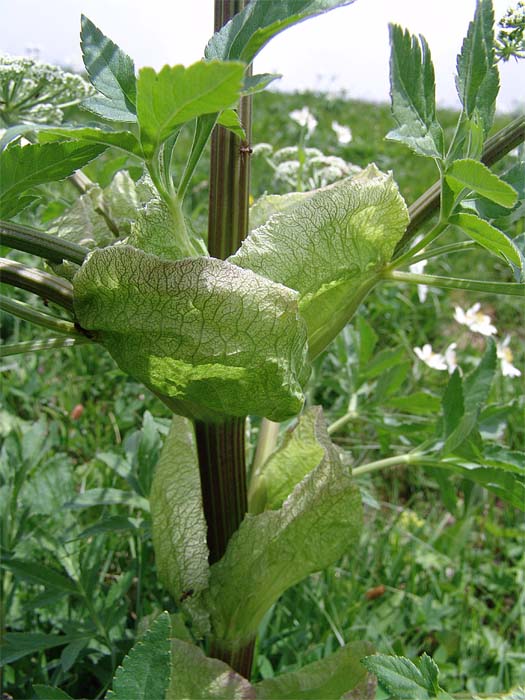 Image of Agasyllis latifolia specimen.