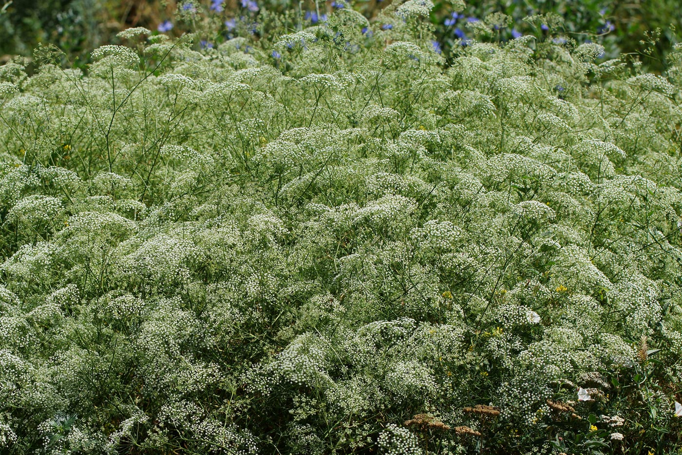 Image of Falcaria vulgaris specimen.