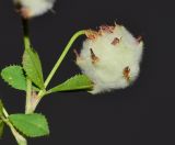Trifolium tomentosum. Часть веточки с соплодием. Израиль, Нижняя Галилея (восточная часть), лес Бейт Кешет. 02.04.2014.