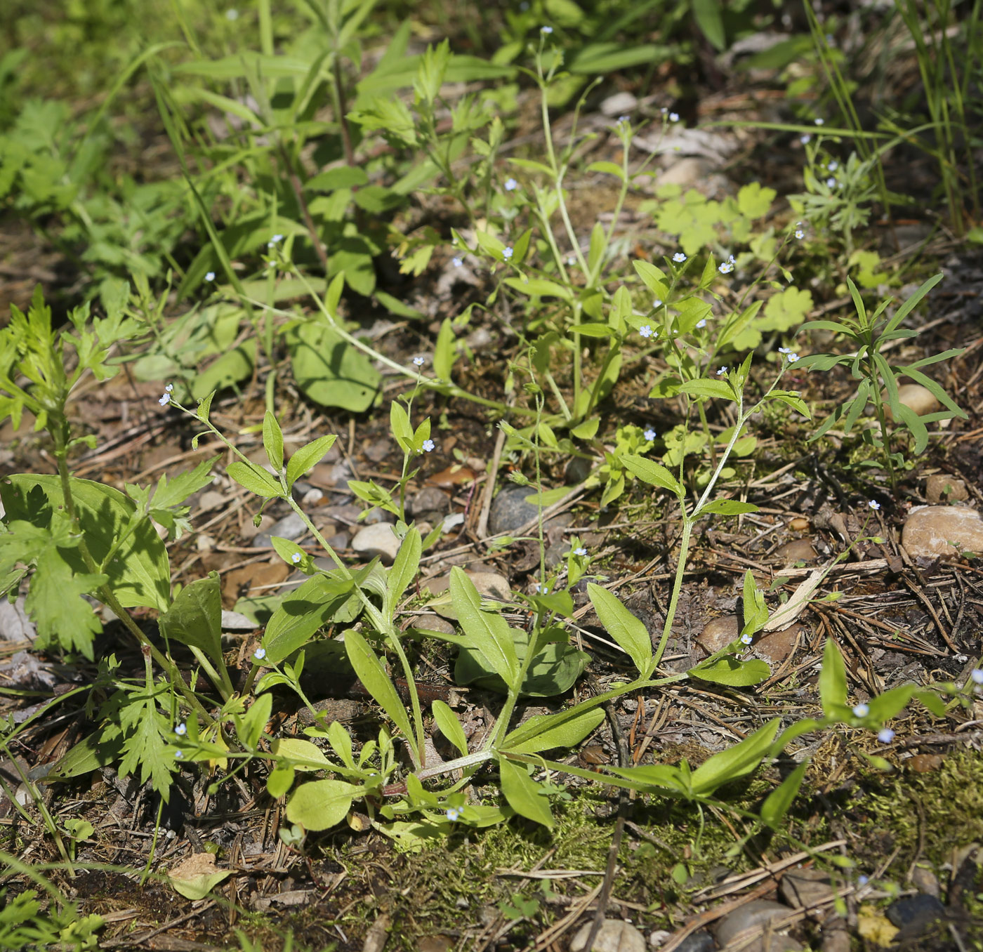 Image of Myosotis sparsiflora specimen.