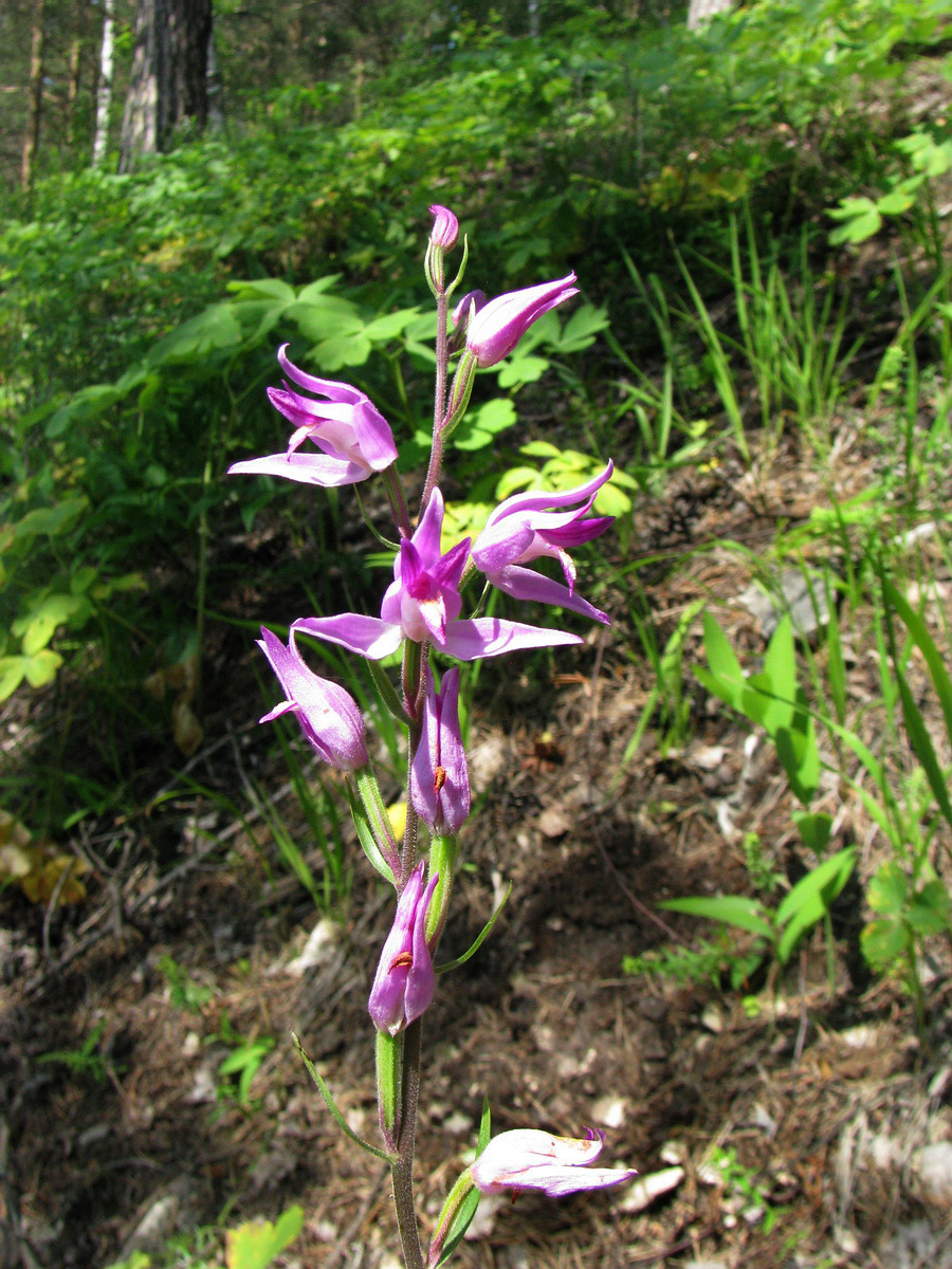 Image of Cephalanthera rubra specimen.