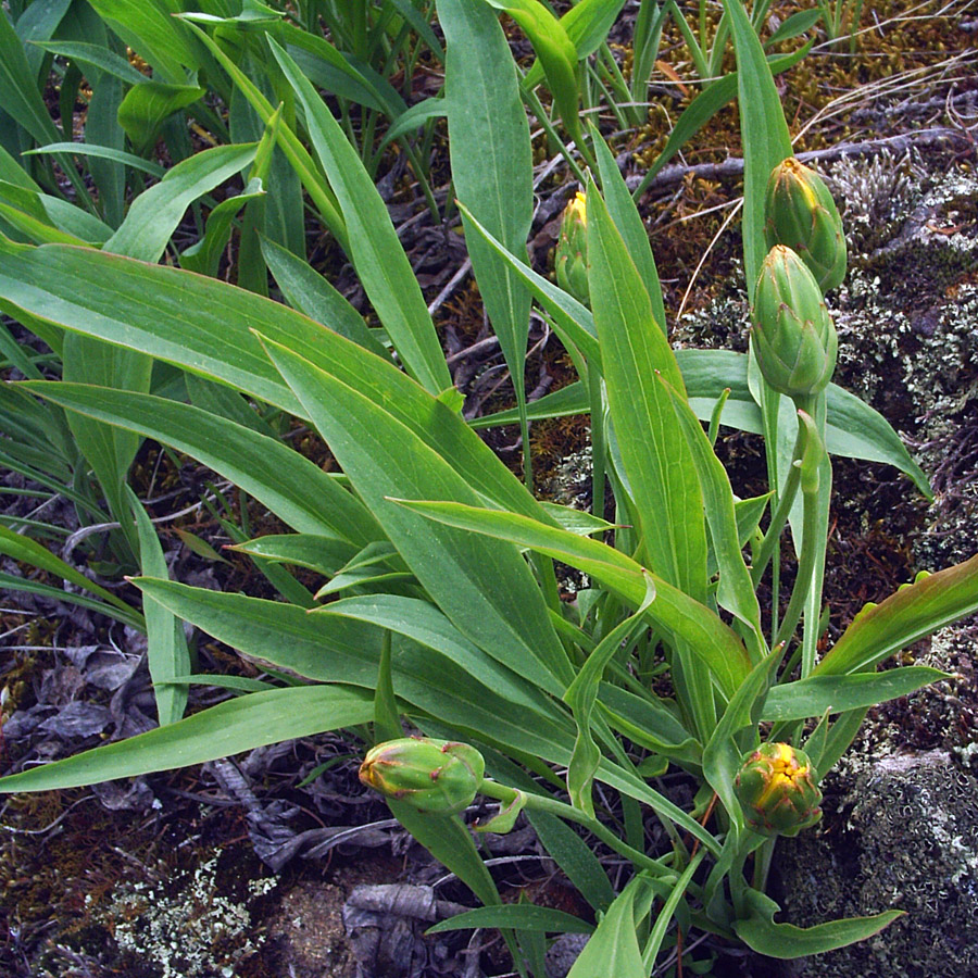 Image of Scorzonera glabra specimen.