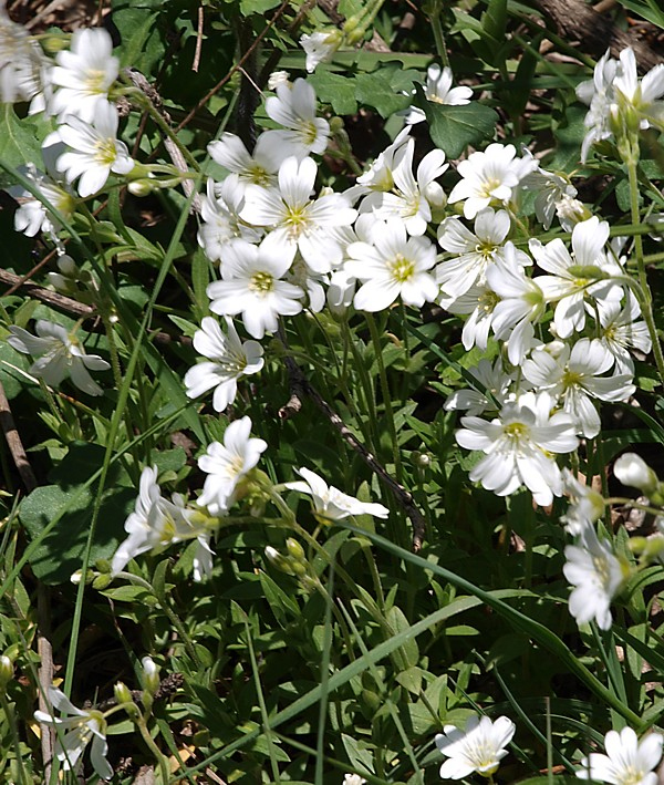 Image of Cerastium arvense specimen.