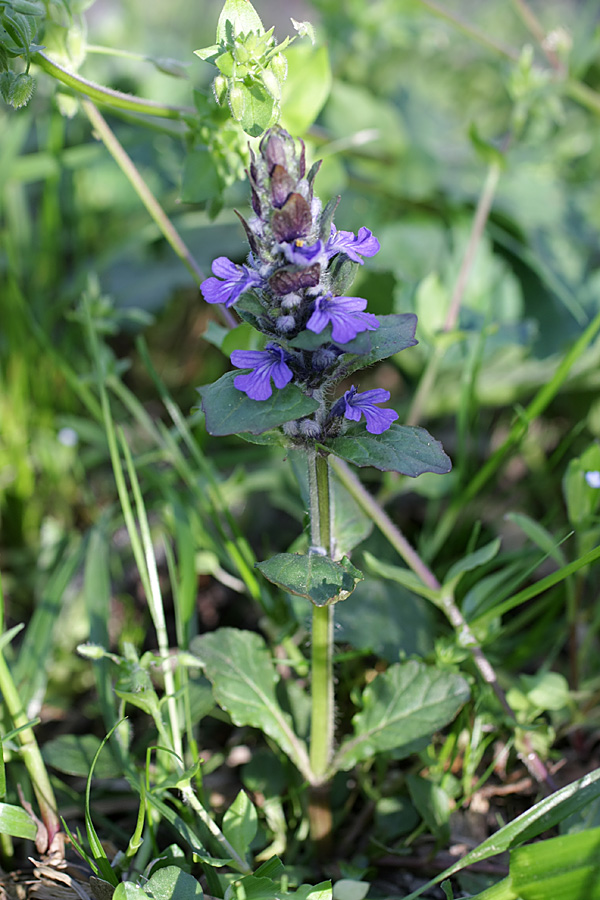 Изображение особи Ajuga reptans.